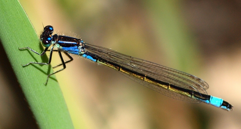 Ischnura elegans